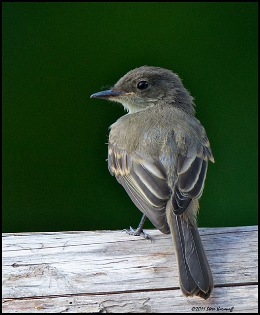 _1SB5056 flycatcher.jpg